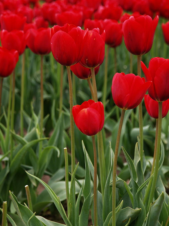 Red Tulips Closeup Photograph