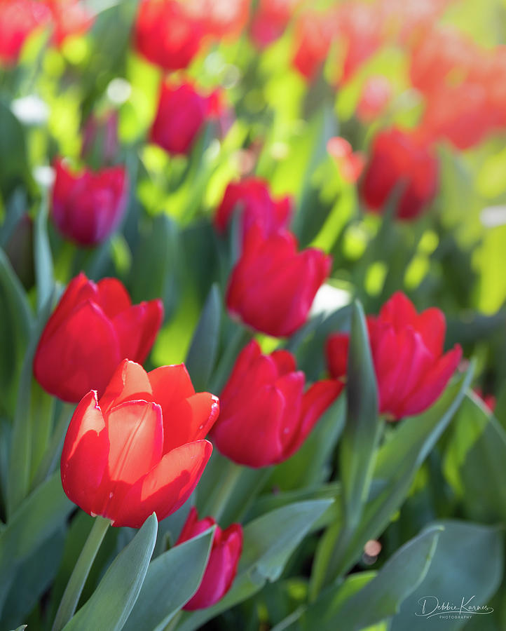 Red Tulips Photograph by Debbie Karnes