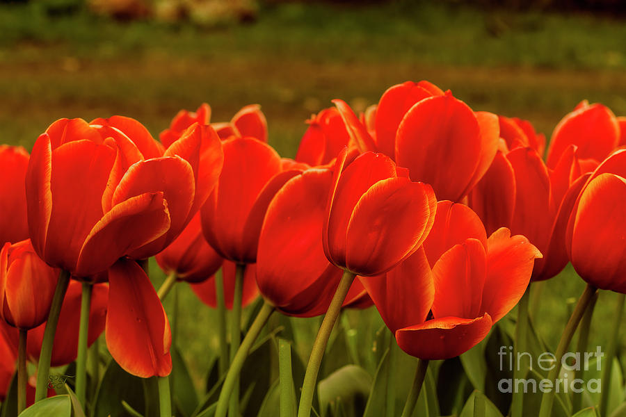 Red Tulips Photograph by Elaine Teague