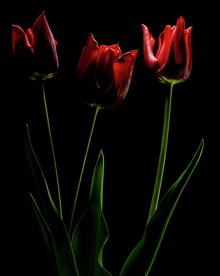 Red Tulips in Dramatic Light with Black Background Photograph by Art Whitton