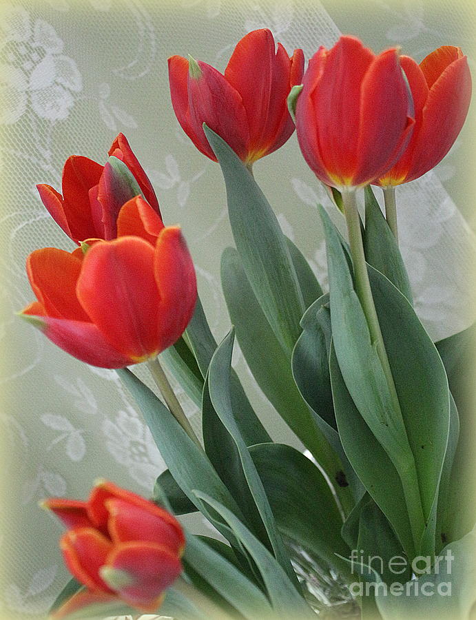 Red Tulips in Early Spring Photograph by Dora Sofia Caputo