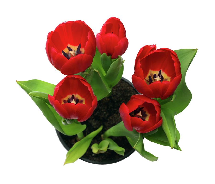 Red Tulips In Pot Photograph by Mikhail Kokhanchikov