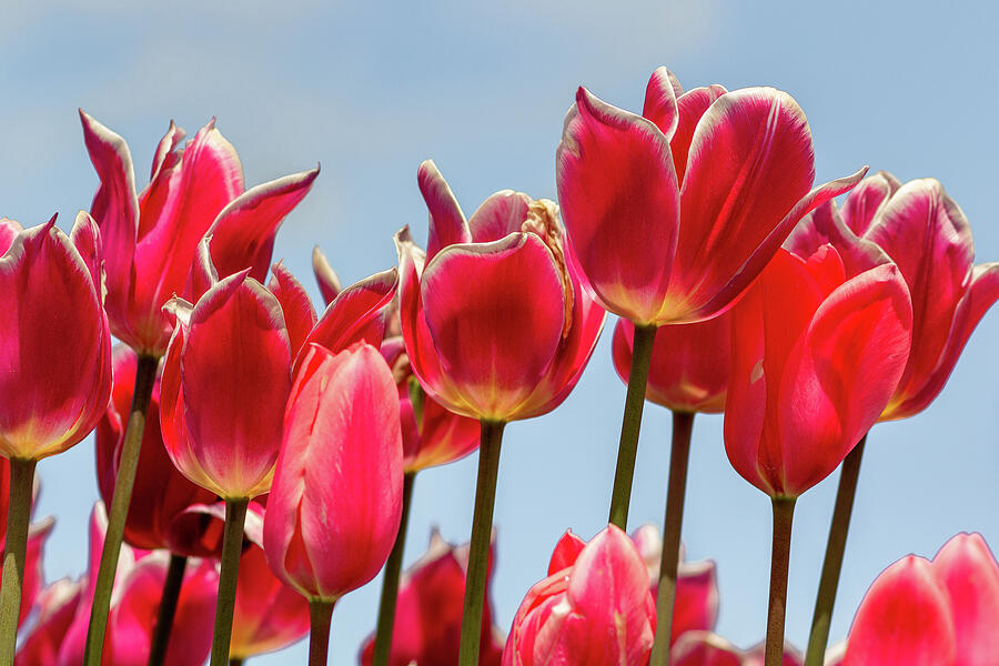 Red Tulips Photograph by Jerry Gammon
