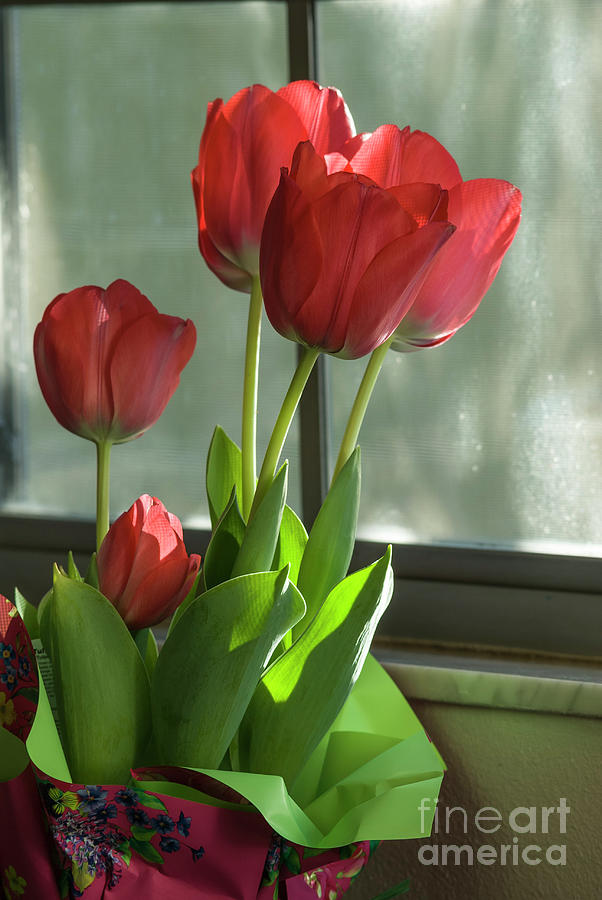 Flower Photograph - Red Tulips by John Arnaldi