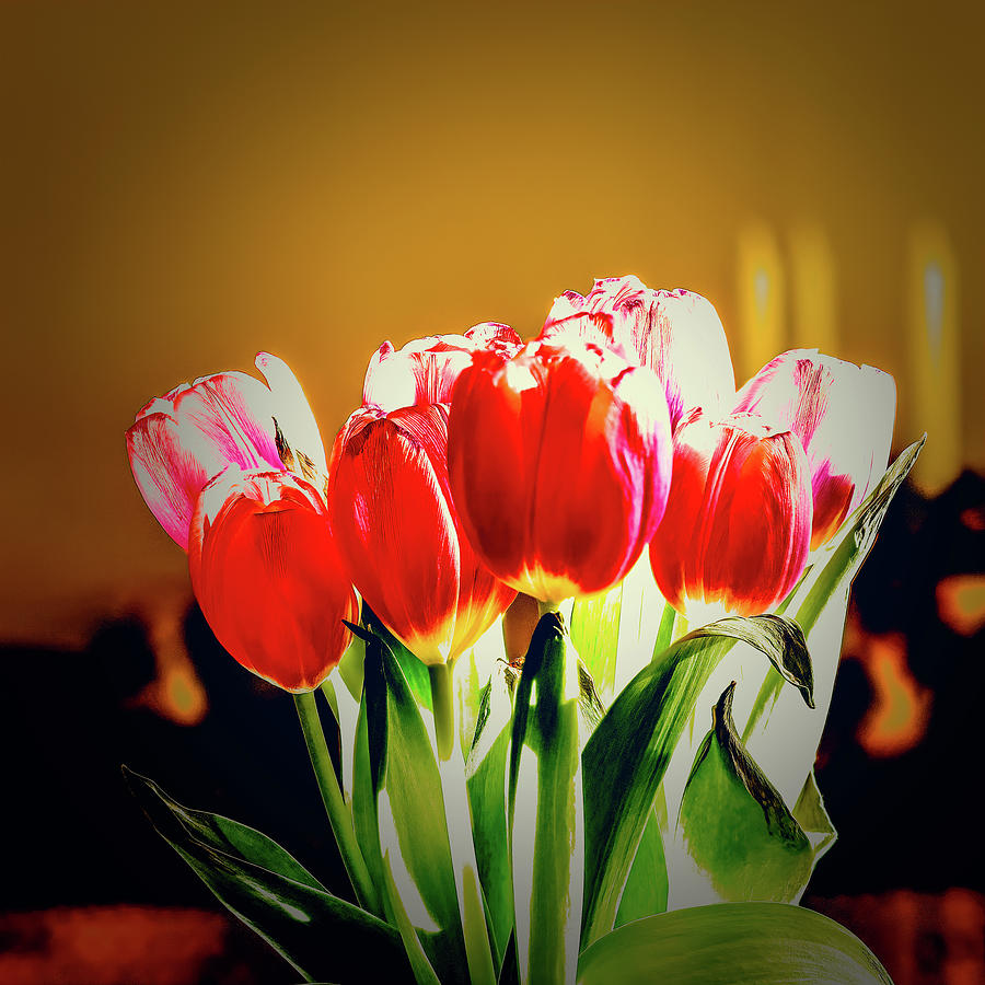 Red tulips #k8 Photograph by Leif Sohlman