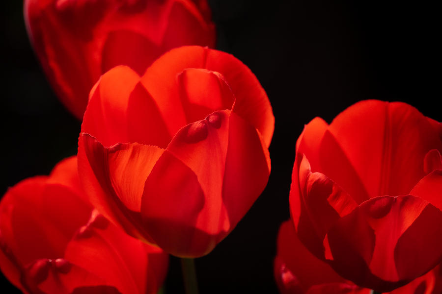 Red Tulips Photograph by Linda Bonaccorsi