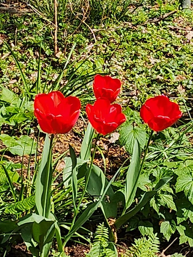 Red tulips Photograph by Moshe Harboun