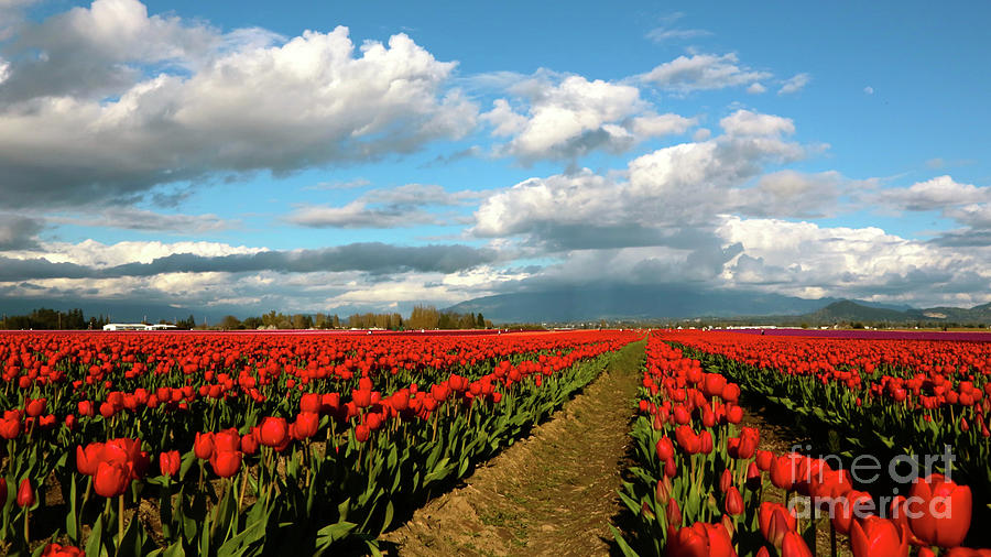 Red Tulips of Skagit Valley Photograph by Carol Groenen