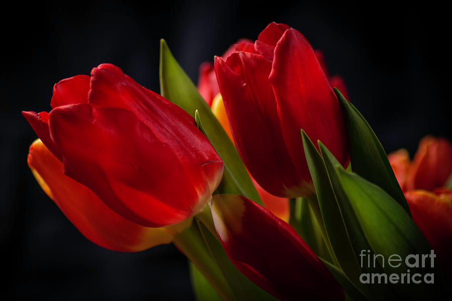 Red Tulips On A February Night Photograph