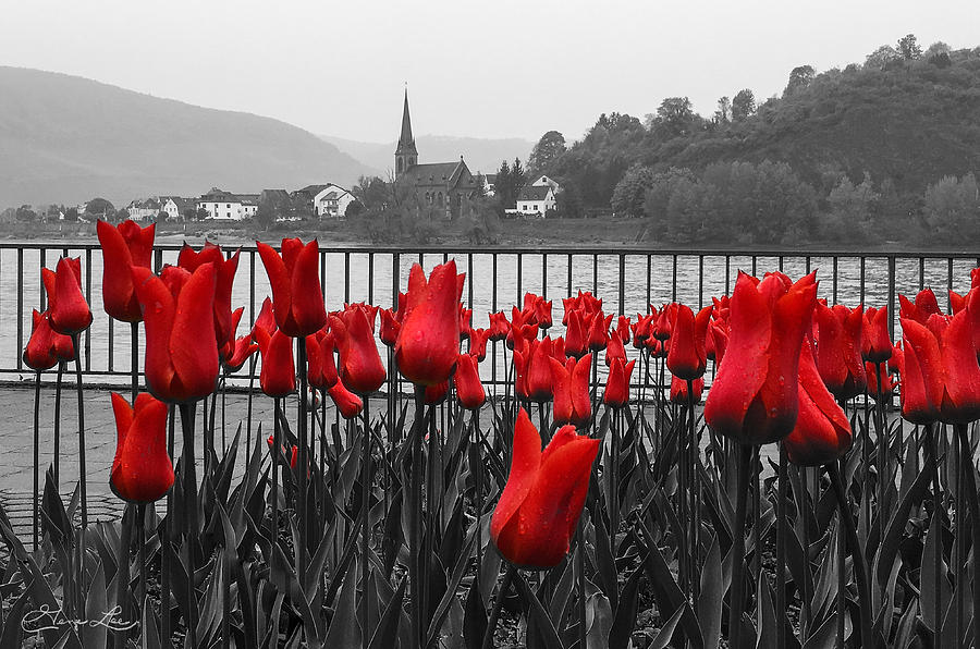 Red Tulips on the Rhine River Photograph by Gene Lee