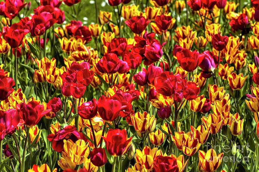 Red Tulips Photograph by Paolo Signorini
