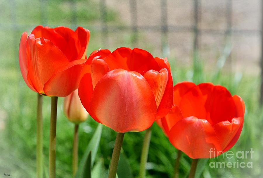 Red Tulips Photograph by Ramona Matei