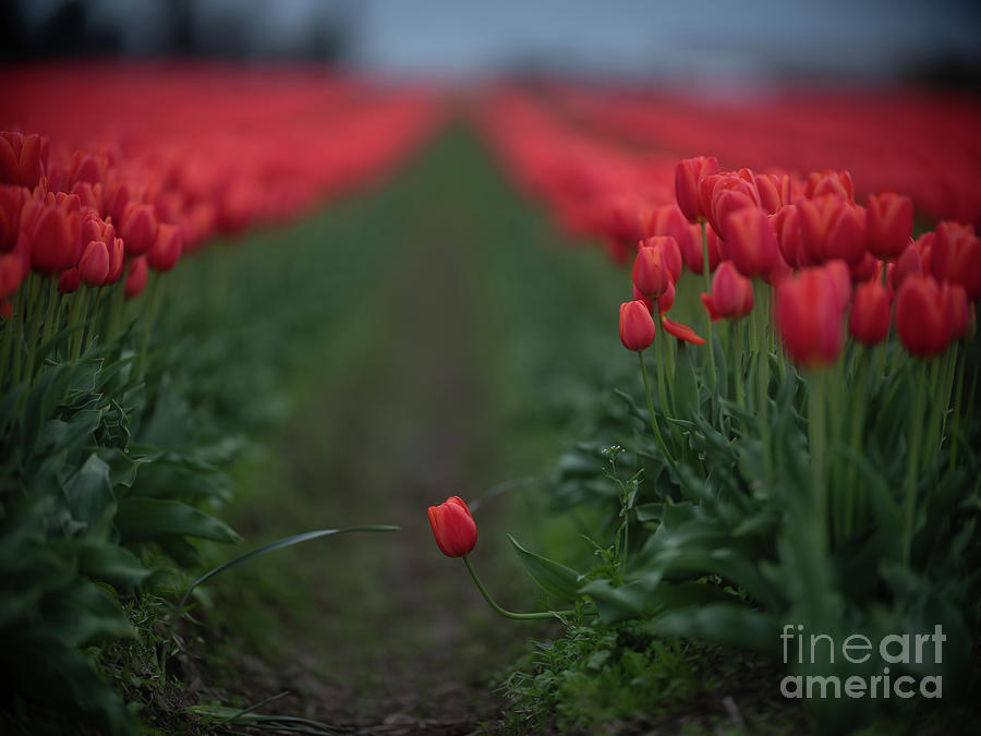 Tulip Photograph - Red Tulips Solitary Bloom by Mike Reid