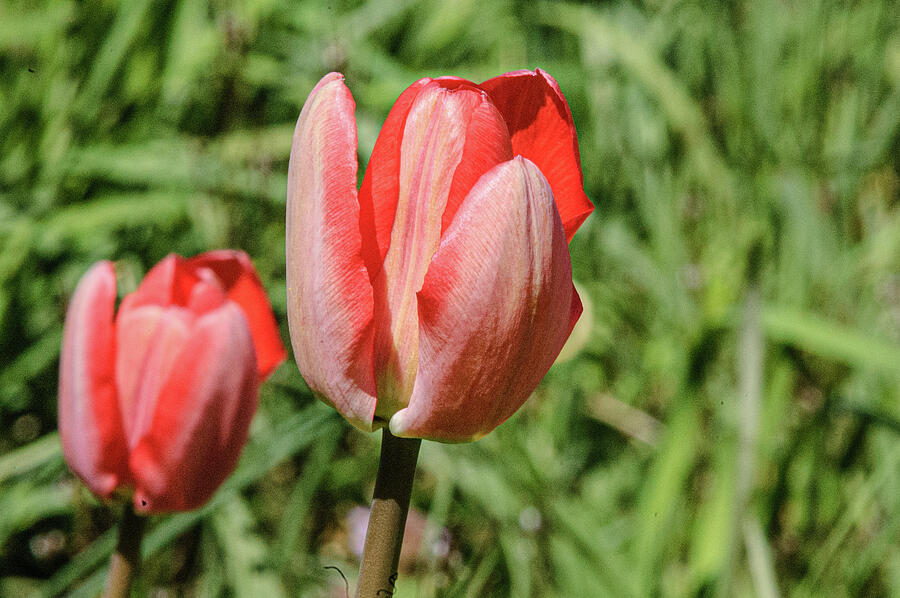 Red Tulips Photograph by Thierry Lach Red Tulips Photograph by Thierry Lach