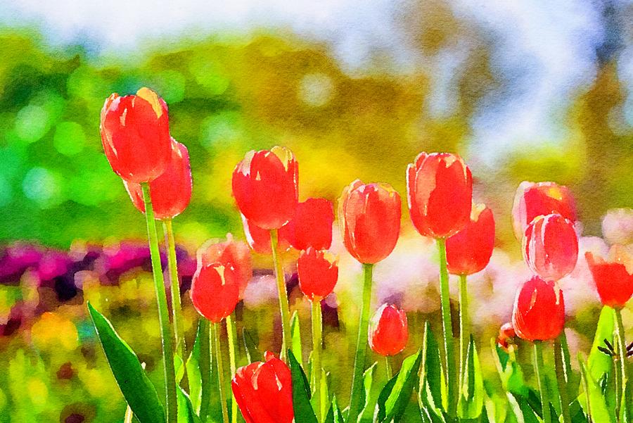 Red Tulips Watercolor Photograph by Susan Rydberg