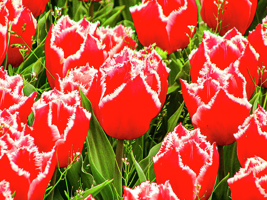 Red Tulips with White Crown Photograph by Aydin Gulec
