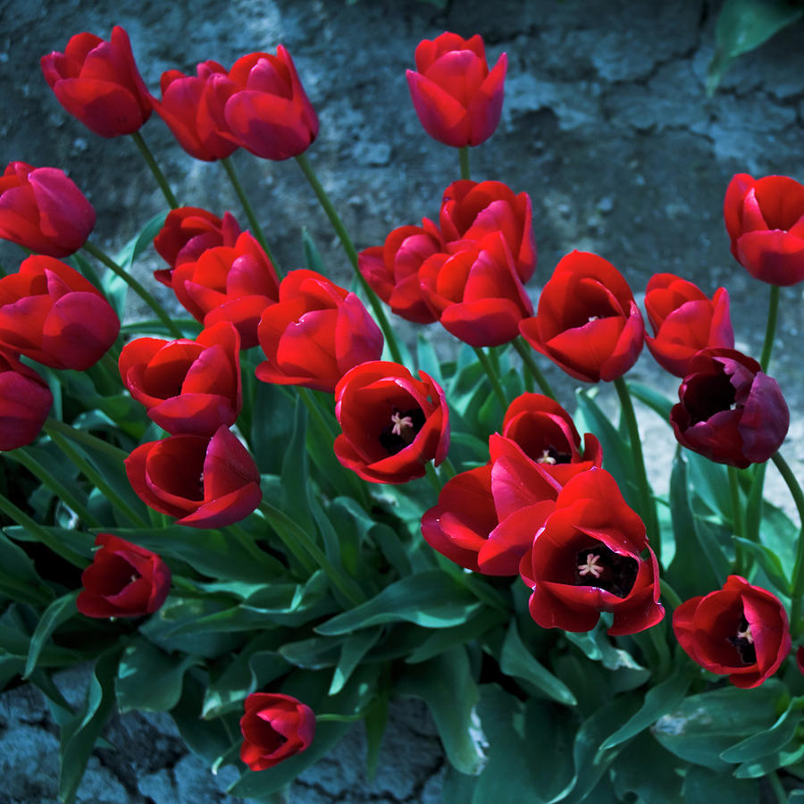 Red Tulips Photograph by Yulia Kazansky