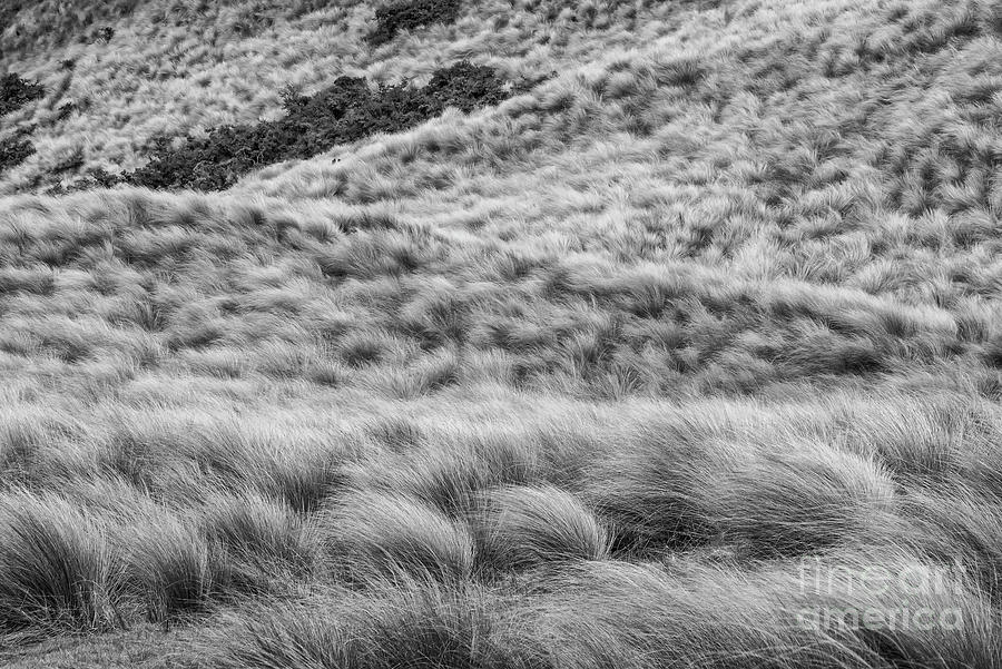 Landscape Photograph - Red Tussock Preserve 2 by Bob Phillips