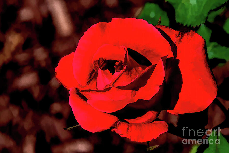 Red Tyler Rose in Oil Photograph by Diana Mary Sharpton
