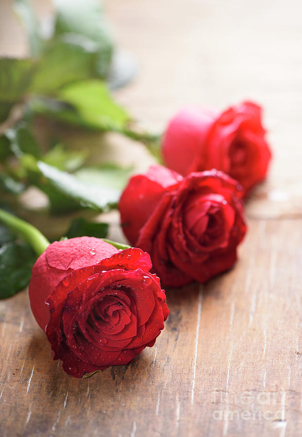 Red valentines roses closeup Photograph by Jelena Jovanovic