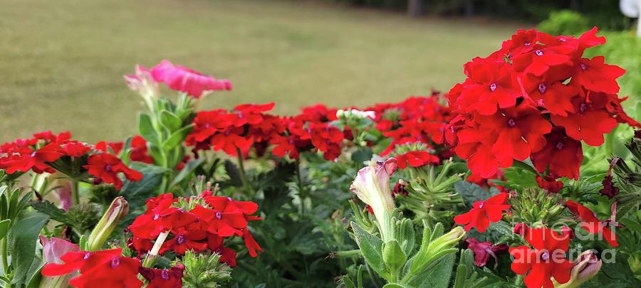 Flower Photograph - Red Verbena And Pink Petunias by Maxine Billings