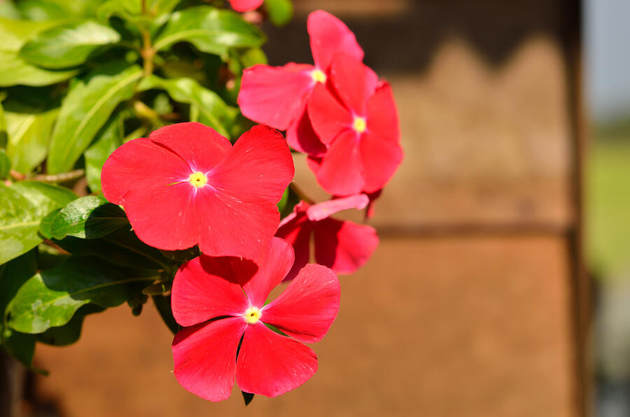 Red Vinca Flowers, Madagascar Periwinkle Photograph by Thongchuea