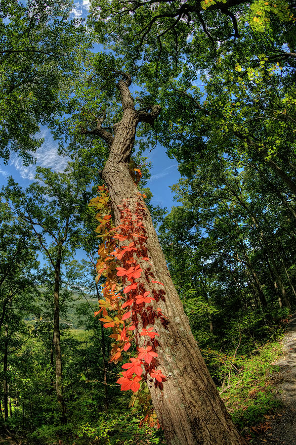 Red Vine on Oak Tree Photograph by Carolyn Hutchins
