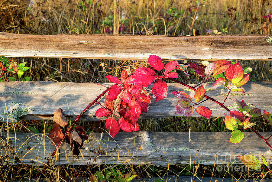 Red Vine on Old Fence Photograph by M G Whittingham