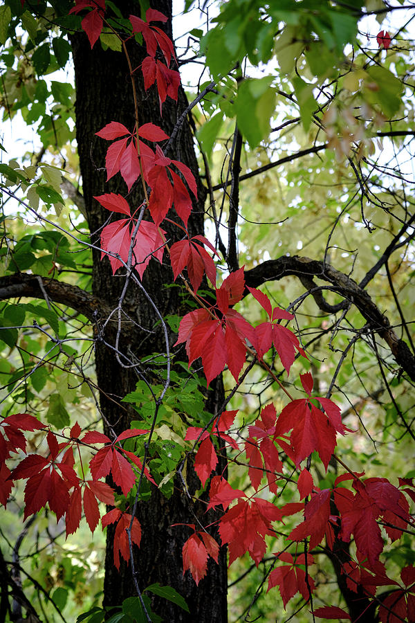 Red Virginia Creeper Photograph by Mary Lee Dereske