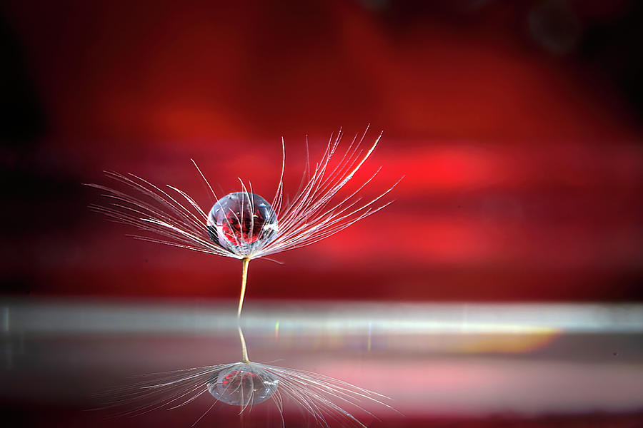 Red - Water Drop on Dandelion Macro Photograph by Lily Malor
