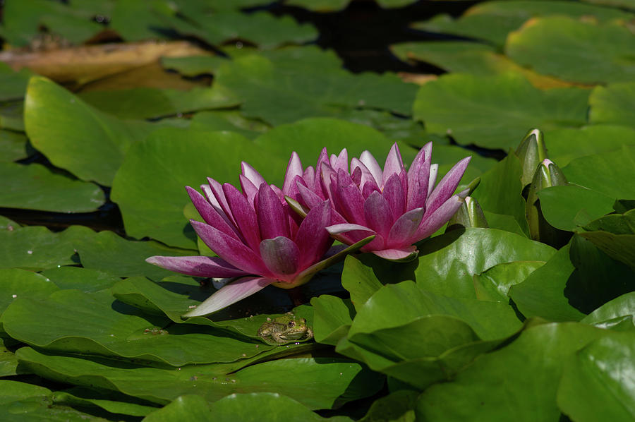 Red water lily from a castle park with marsh frog sitting on a leaf ...