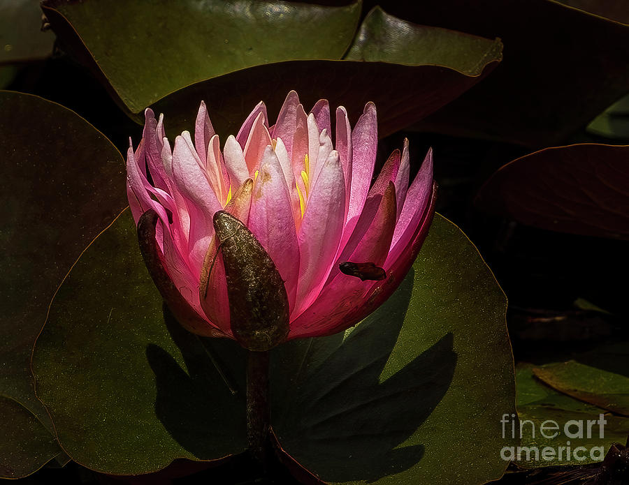 Flowers Still Life Photograph - Red Water Lily in Georgia by Nick Zelinsky Jr