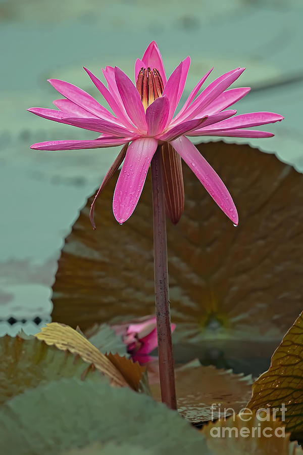 Red Water Lily, leaning left by Banyan Ranch Studios Red Water Lily, leaning left by Banyan Ranch Studios