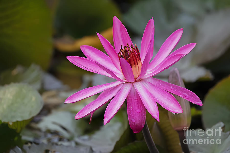 Red Water Lily, leaning leftie by Banyan Ranch Studios Red Water Lily, leaning leftie by Banyan Ranch Studios