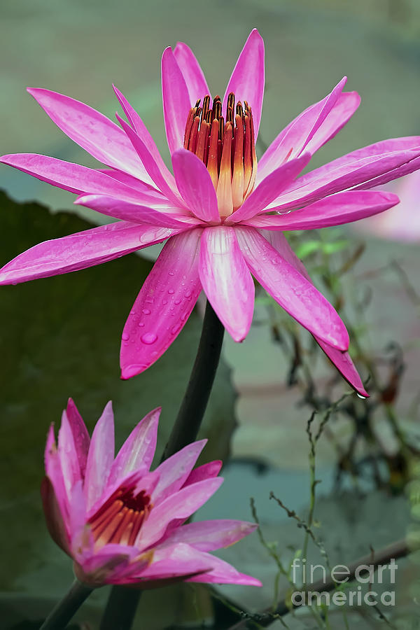 Red Water Lily Pair, leaning right by Banyan Ranch Studios Red Water Lily Pair, leaning right by Banyan Ranch Studios