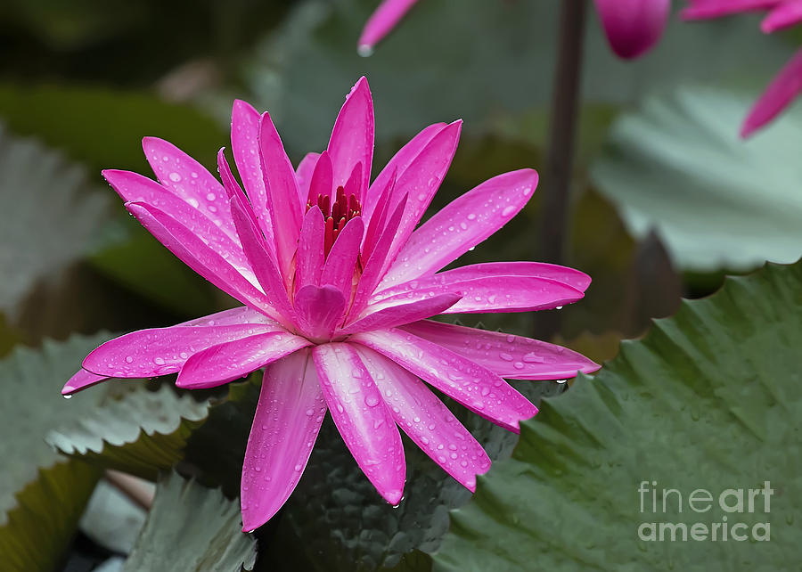 Red Water Lily, right leaning by Banyan Ranch Studios Red Water Lily, right leaning by Banyan Ranch Studios