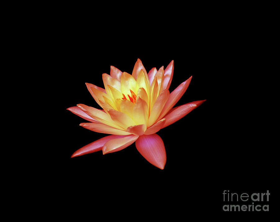 Red Water Lily Photograph by Tina Uihlein