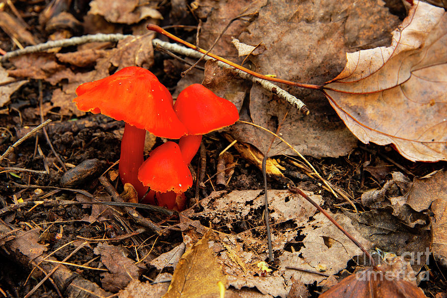 Red Waxcap Mushroom and Leaves Photograph by Bob Phillips