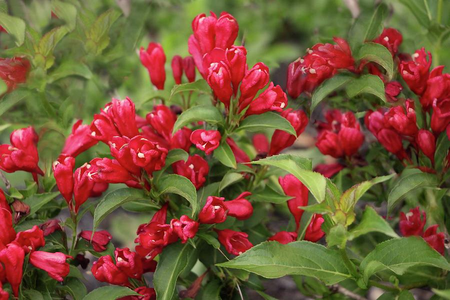 Red Weigela in Summer Photograph by Sandra Huston