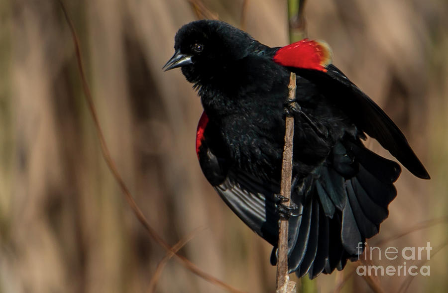 Red Whinged Black Bird Photograph by Sandra Js