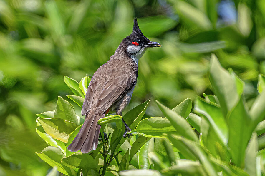 Nature Photograph - Red-Whiskered Bulbul Perched by Morris Finkelstein