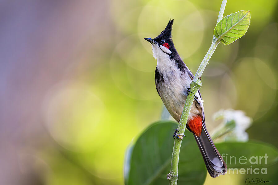 Red Whiskered Bulbul Songbird in a Dreamy Hawaiian Scene Photograph by ...