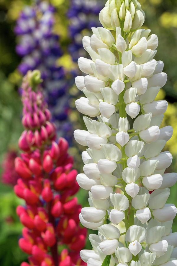 Red, White, and Blue Lupines Photograph by Liza Eckardt