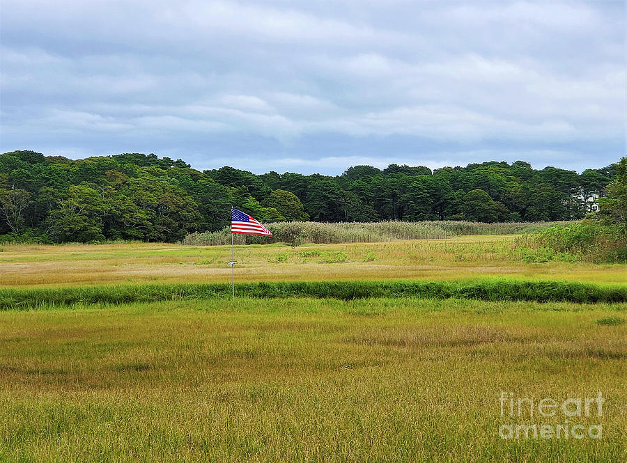 Red, White and Blue with Green Photograph by Sharon Williams Eng