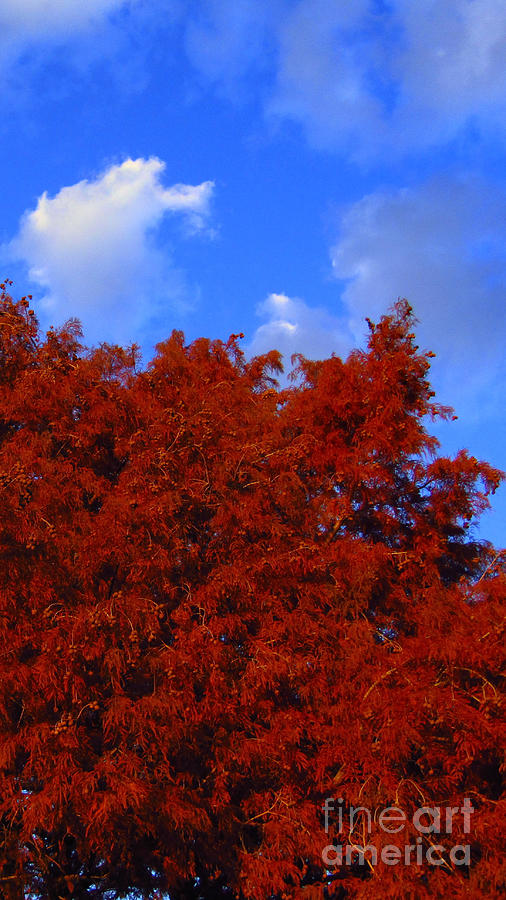 Red, White, and Fall Photograph by Robert Knight