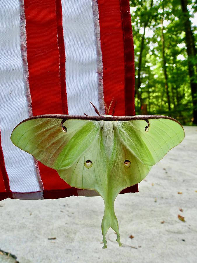 Red, white and green Photograph by Lynn Hunt