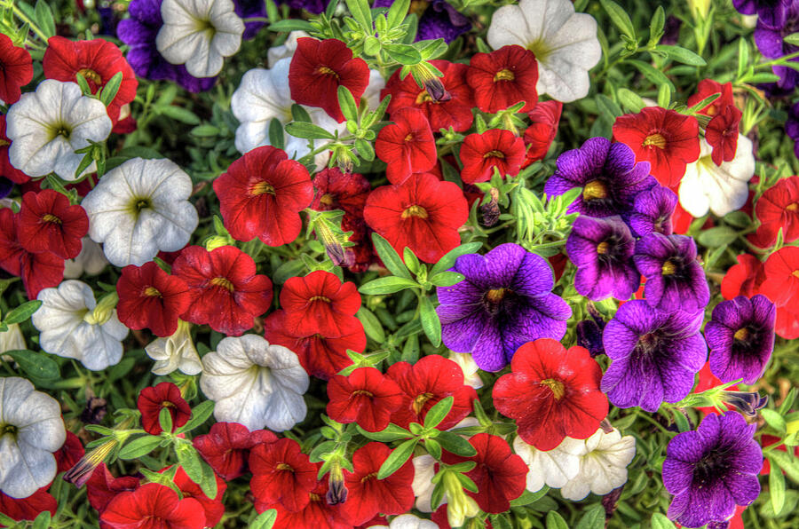 Red White and Purple Million Bells Photograph by Thom Zehrfeld