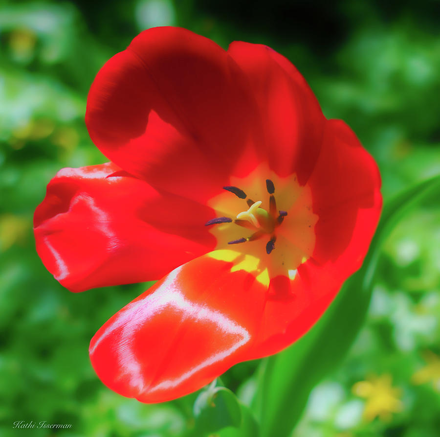 Red, White And Yellow Photograph