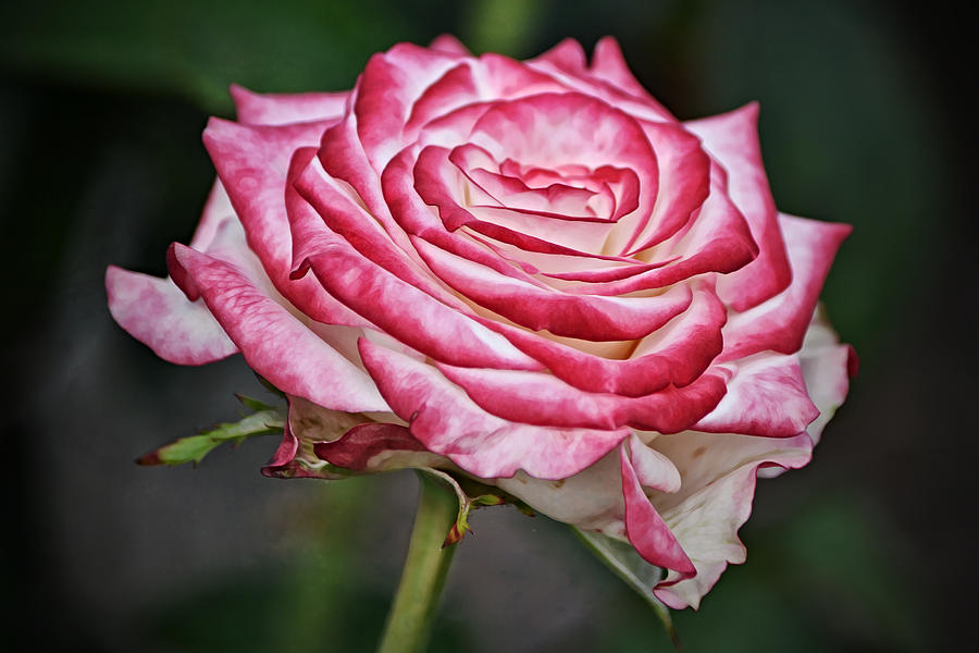 Red White BiColor Rose Photograph by Gaby Ethington