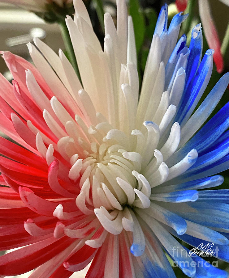 Red White Blue Mums 2 Photograph by CAC Graphics